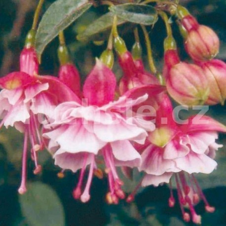 Lancashire Lad Fuchsie