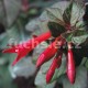 Styria Fuchsie