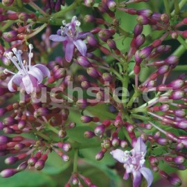 Arborescens Fuchsie
