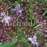 Arborescens Fuchsie
