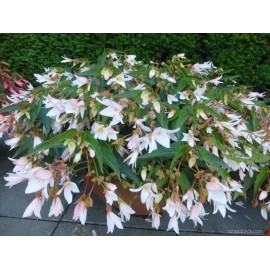Begonia Boliviensis - bílá (Begonie)