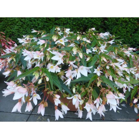 Begonia Boliviensis - bílá (Begonie)