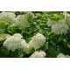 Hydrangea Schneeball- Hortenzie velkolistá
