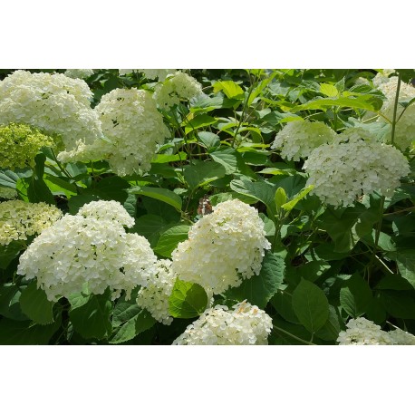 Hydrangea Schneeball- Hortenzie velkolistá