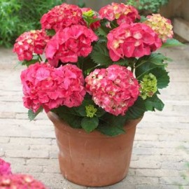 Hydrangea Red Power- Hortenzie velkolistá