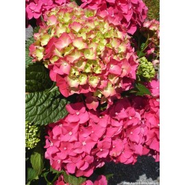 Hydrangea macr. "Rosita" - Hortenzie