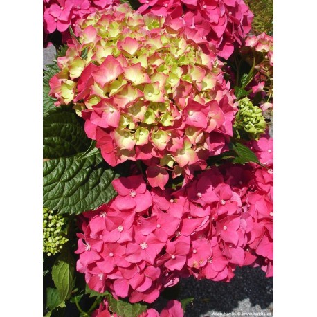 Hydrangea Blue Power Pink- Hortenzie