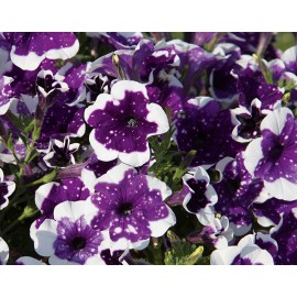 petnie Glacier Sky - Petunia cultivars AlpeTunia Glacier Sky