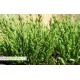 Salicornia europaea-Slanorožec, slaná bylina