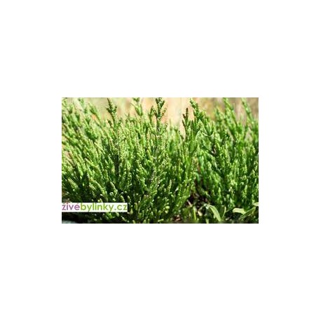 Salicornia europaea-Slanorožec, slaná bylina