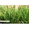 Slanorožec, slaná bylina-Salicornia europaea-