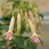 Jaspers Triphy White Fuchsie