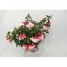 Fuchsia Jollies La Grande Limousin