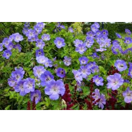 Geranium Hybridum Azure Rush- Kakost