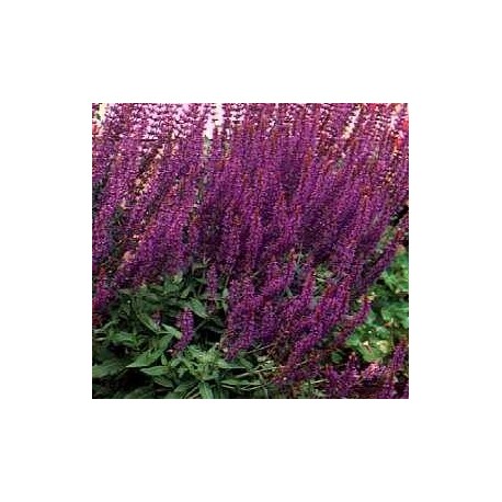 Salvia x superba- Ostfriesland, šalvěj numerosa