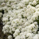 Iberis sempervis. Snowdrift- Iberka