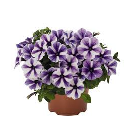 petnie Sweetunia - Petunia Sweetunia