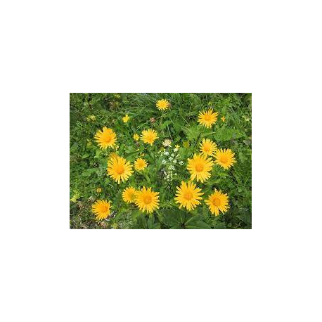 Buphthalmum salicifolium Goldem Yellow- Volovec vrbolistý,Volské oko