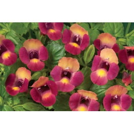 tornie - Torenia