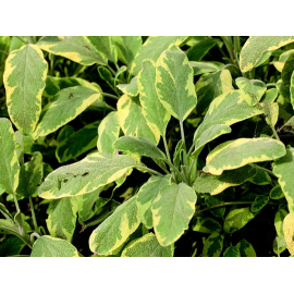 Salvia officinalis-šalvěj lékařská,panašovaná