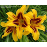 Hemerocallis Bonanza-Denivka žlutá vínový střed