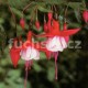 Madam Cronelissen Fuchsie-mrazuvzdorná