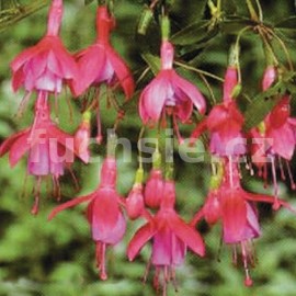 fuchsie Son of Thumb - Fuchsia Son of Thumb