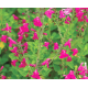 Šalvěj barevná-Salvia officinalis Salbei Hexenmantl