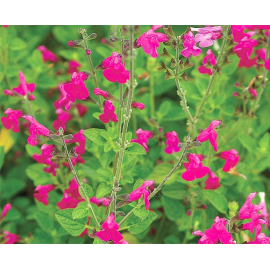 Šalvěj barevná-Salvia officinalis Salbei Hexenmantl