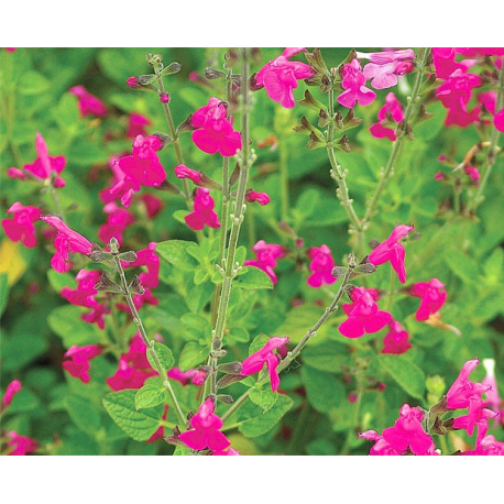 Šalvěj barevná-Salvia officinalis Salbei Hexenmantl