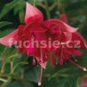 Gr. Elli Trauttmanndorff Fuchsie