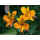 Alstromérie – lilie inků Alstroemeria oranžovo růžvá