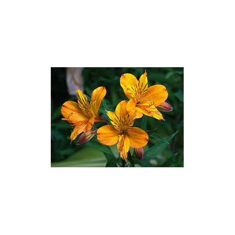 Alstromérie – lilie inků Alstroemeria oranžovo růžvá