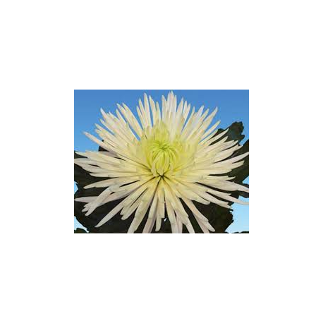Chryzantéma jehlicovitá bílá