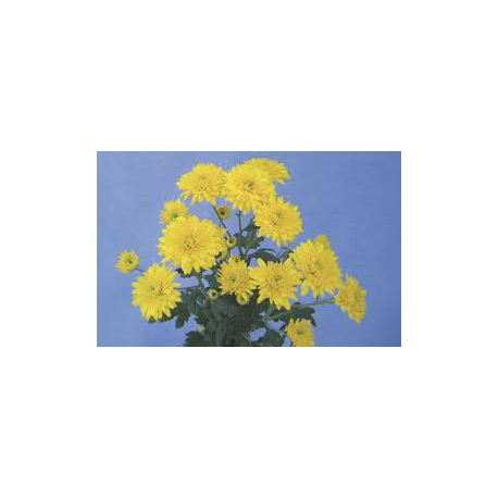 Chryzantéma -drobnokvětá žlutá