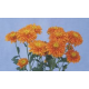 Chryzantéma -drobnokvětá oranžová