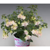 Fuchsie Jollies Bretagne