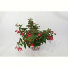 Fuchsie Jollies Trailing Versailles