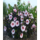 Ibišek bahenní-Hibiscus x moscheutos- bílý