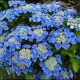 Hydrangea Macr.Blaumeise
