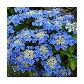 Hydrangea Macr.Blaumeise