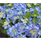 Hydrangea Macr.Blaumeise