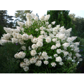 Hydrangea Candy Blue