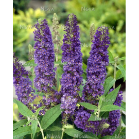 Buddleja Dav. Empire Blue (Komule,letní šeřík)