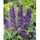 Buddleja Dav. Empire Blue (Komule,letní šeřík)