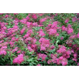 Tavolník (Spiraea  Anthony Waterer)