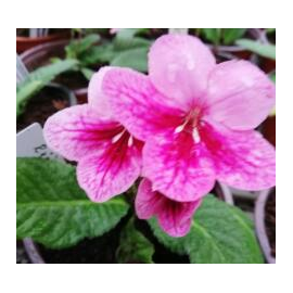 Streptocarpus - Tořivka růžová