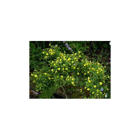 Jasmín (Jasminum fruticans