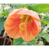 Abutilon oranžový ( Mračňák, podslunečník, pokojová lipk)