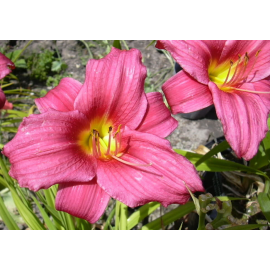 Hemerocallis Baby Betsy- Denivka